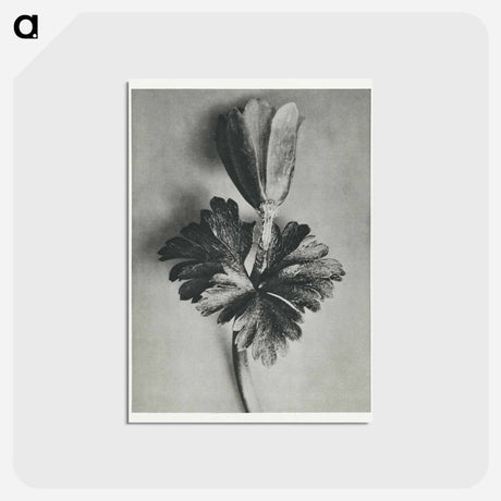 アートポストカード-Anemone Blanda - カール ブロスフェルト Postcard.