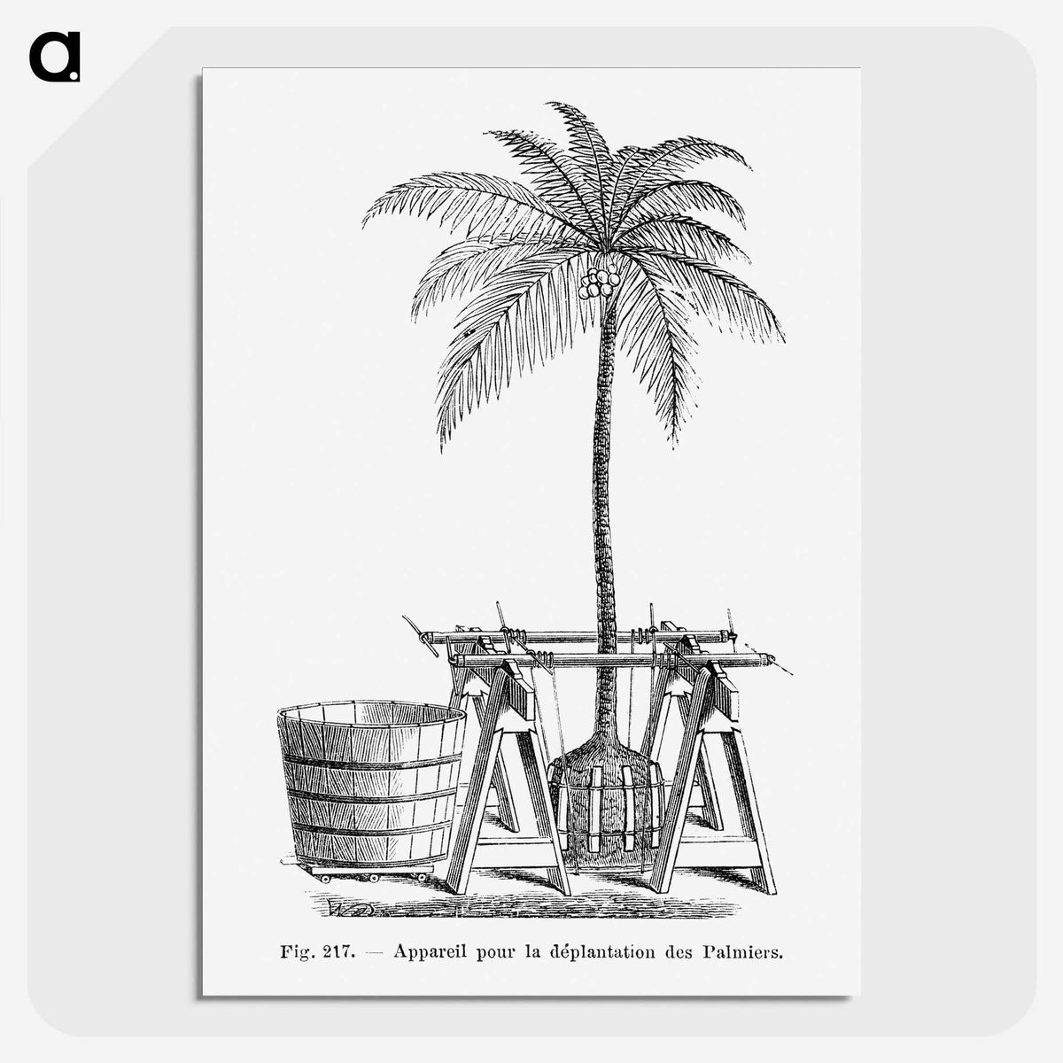 2-7_Les-Palmiers-Histoire-Iconographique_picture-crop