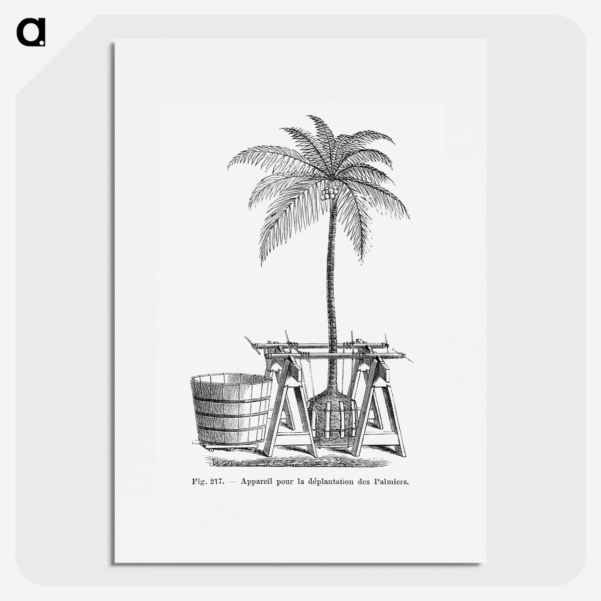 2-7_Les-Palmiers-Histoire-Iconographique_picture