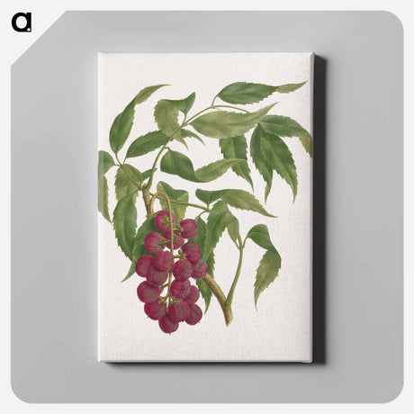 アートパネル-Bersame abyssinica Fresen
 - ルイージ バルガーニ Canvas.