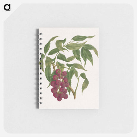 アートメモ帳-Bersame abyssinica Fresen
 - ルイージ バルガーニ Memo.