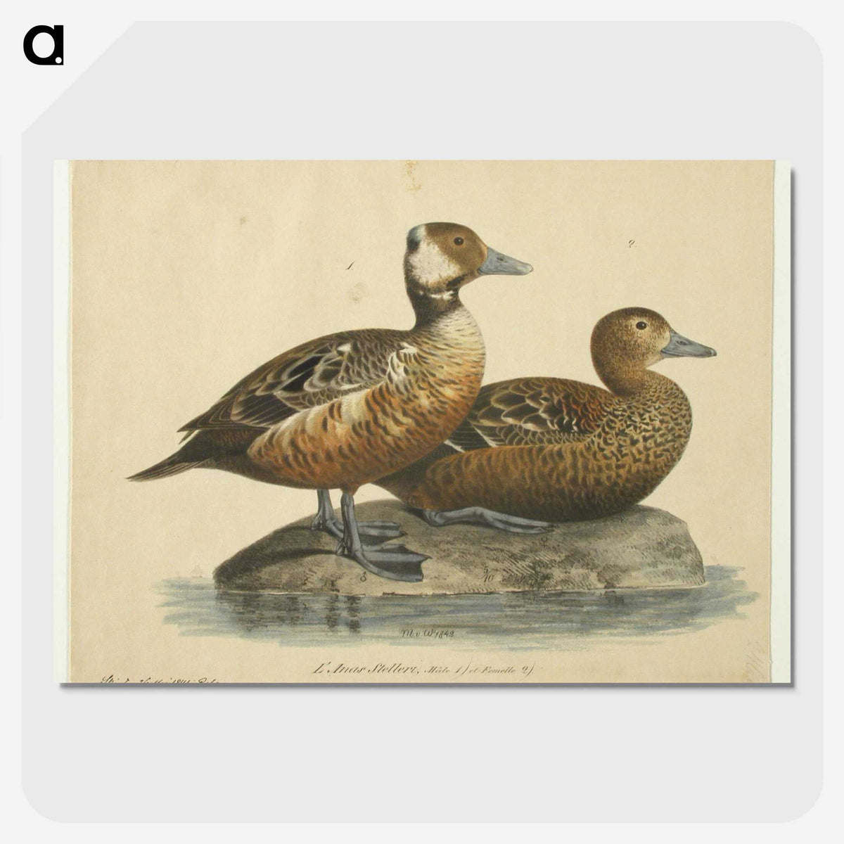 2-7_Magnus-von-Wright_picture-crop