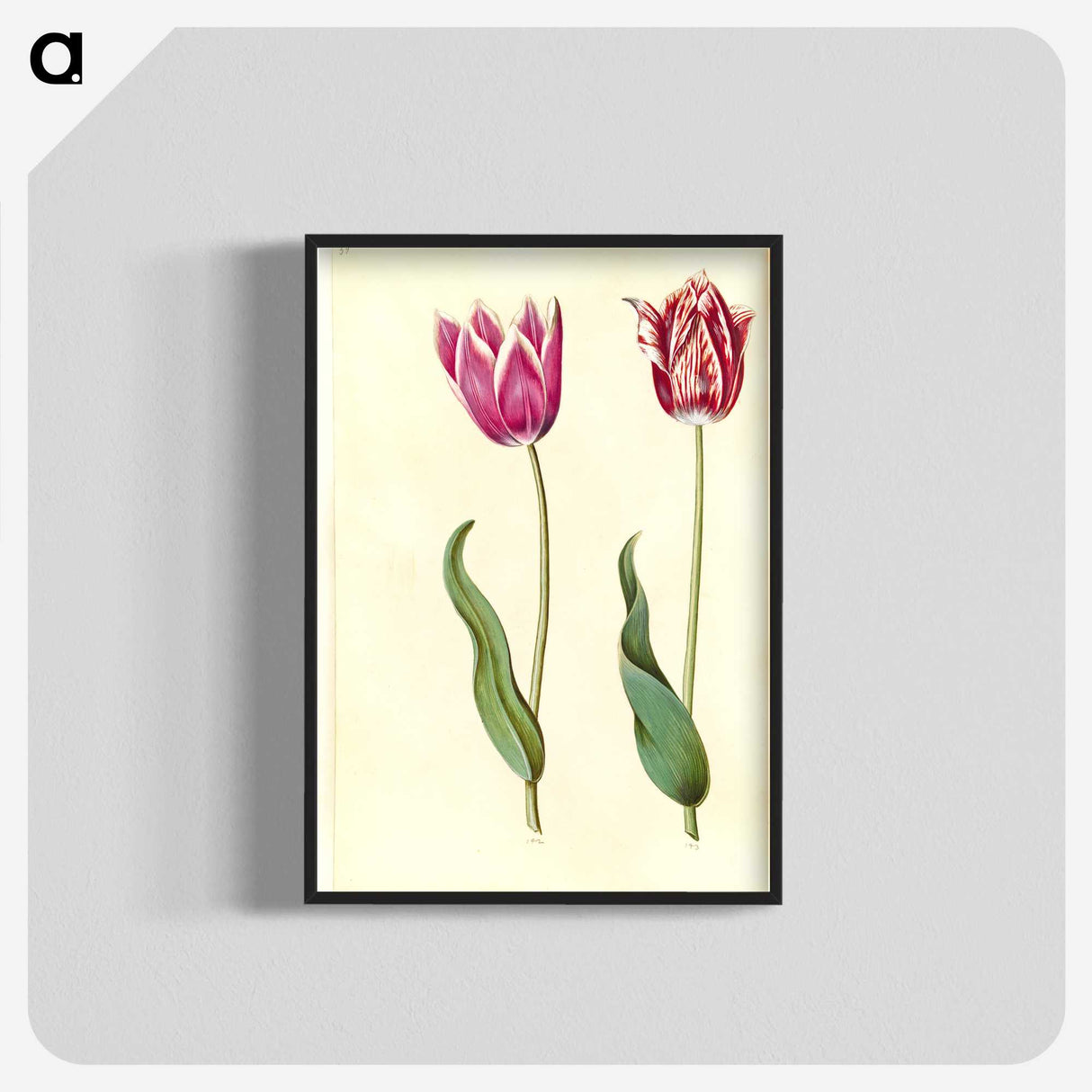 2-7_Maria-Sibylla-Merian_blk-crop