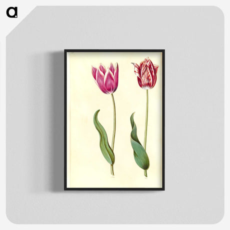 2-7_Maria-Sibylla-Merian_blk-crop