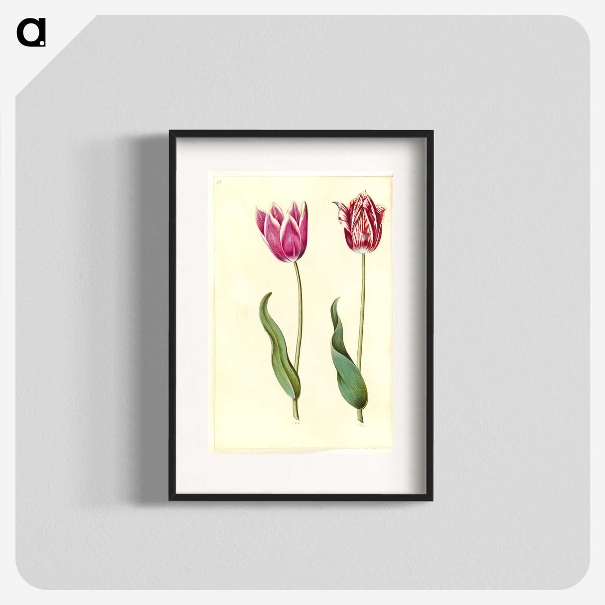 2-7_Maria-Sibylla-Merian_blk