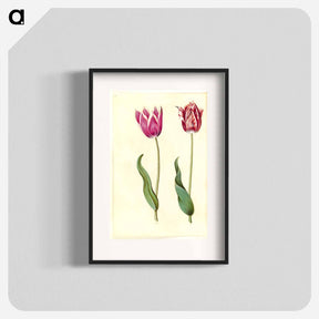 アートポスター-Tulipa Gesneriana
 - マリア ジビーラ メーリアン Poster.