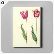 2-7_Maria-Sibylla-Merian_canvas