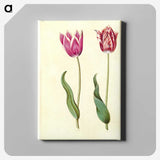 2-7_Maria-Sibylla-Merian_canvas