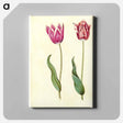 アートパネル-Tulipa Gesneriana
 - マリア ジビーラ メーリアン Canvas.