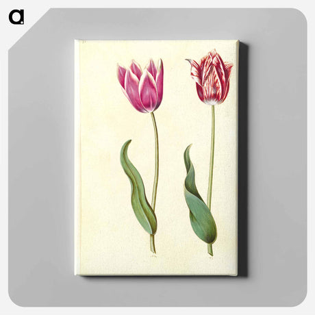 アートパネル-Tulipa Gesneriana
 - マリア ジビーラ メーリアン Canvas.