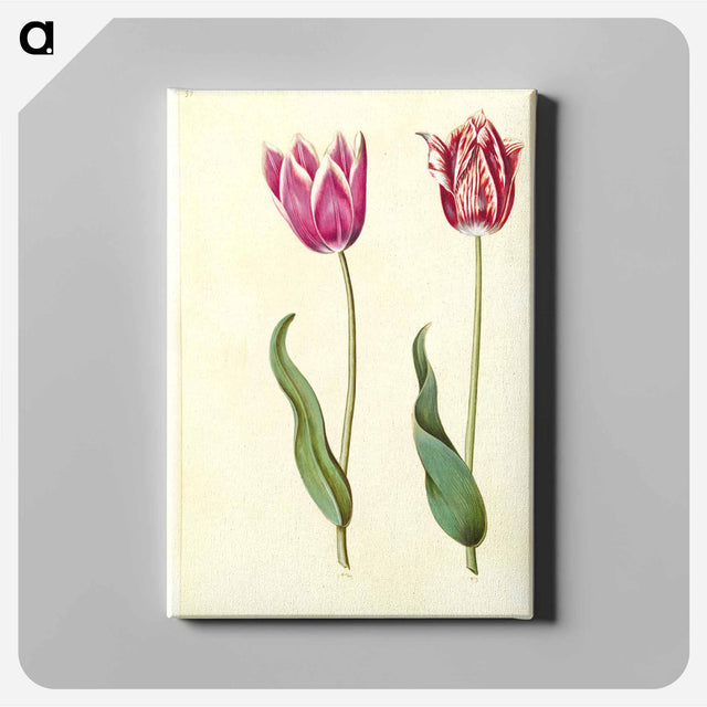 アートパネル-Tulipa Gesneriana
 - マリア ジビーラ メーリアン Canvas.
