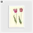 アートポストカード-Tulipa Gesneriana
 - マリア ジビーラ メーリアン Postcard.