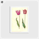アートポストカード-Tulipa Gesneriana
 - マリア ジビーラ メーリアン Postcard.