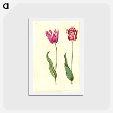 アートポストカード-Tulipa Gesneriana
 - マリア ジビーラ メーリアン Postcard.