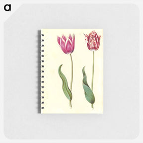 アートメモ帳-Tulipa Gesneriana
 - マリア ジビーラ メーリアン Memo.