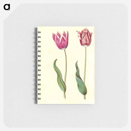 アートメモ帳-Tulipa Gesneriana
 - マリア ジビーラ メーリアン Memo.
