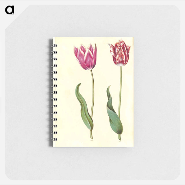 アートメモ帳-Tulipa Gesneriana
 - マリア ジビーラ メーリアン Memo.