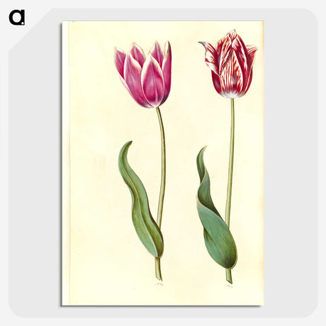 2-7_Maria-Sibylla-Merian_picture-crop