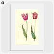 2-7_Maria-Sibylla-Merian_picture