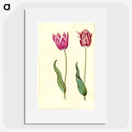 2-7_Maria-Sibylla-Merian_picture