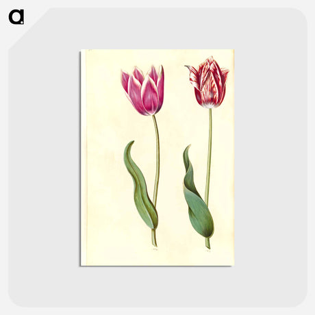 アートポストカード-Tulipa Gesneriana
 - マリア ジビーラ メーリアン Postcard.