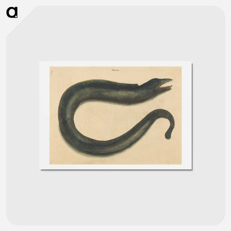 アートポストカード-The Muray
 - マーク ケイツビー Postcard.