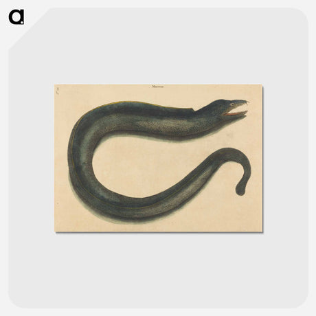 アートポストカード-The Muray
 - マーク ケイツビー Postcard.