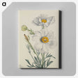 2-7_Mary-Vaux-Walcott_canvas