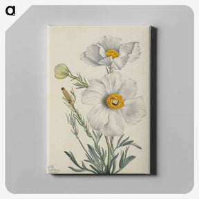 2-7_Mary-Vaux-Walcott_canvas
