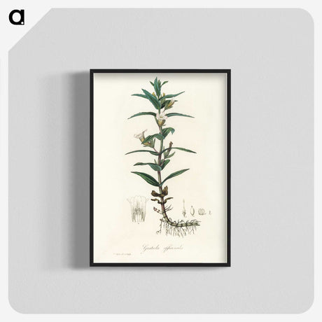 2-7_Medical-Botany_blk-crop