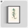 アートポスター-Gratiola Officinalis Illustration
 - 薬用植物学 Poster.