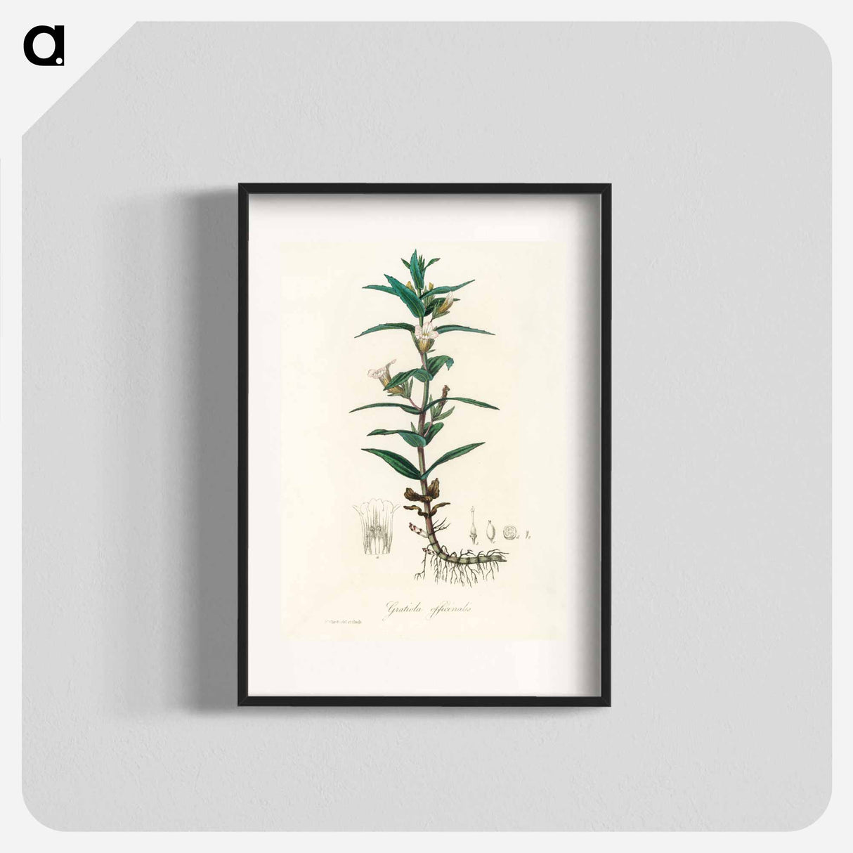 アートポスター-Gratiola Officinalis Illustration
 - 薬用植物学 Poster.