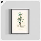 アートポスター-Gratiola Officinalis Illustration
 - 薬用植物学 Poster.