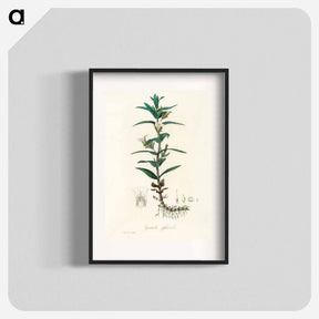 アートポスター-Gratiola Officinalis Illustration
 - 薬用植物学 Poster.