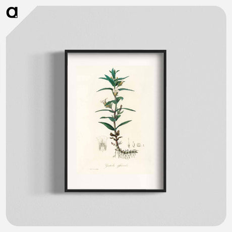 アートポスター-Gratiola Officinalis Illustration
 - 薬用植物学 Poster.