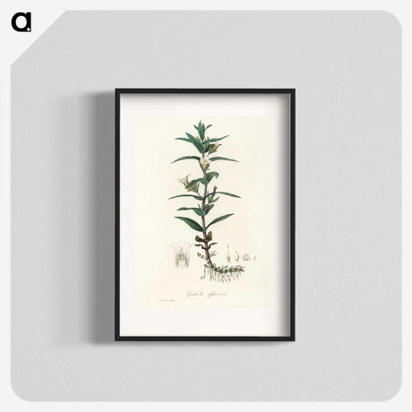 2-7_Medical-Botany_blk