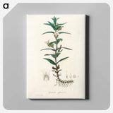アートパネル-Gratiola Officinalis Illustration
 - 薬用植物学 Canvas.
