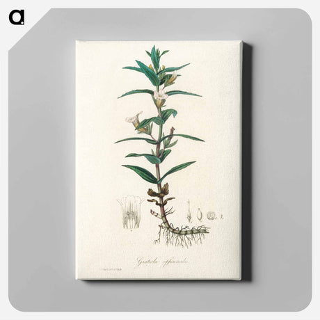 アートパネル-Gratiola Officinalis Illustration
 - 薬用植物学 Canvas.