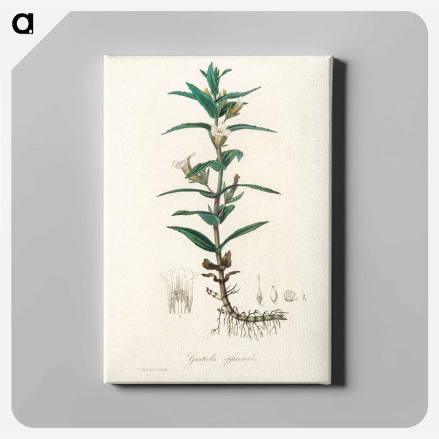 アートパネル-Gratiola Officinalis Illustration
 - 薬用植物学 Canvas.