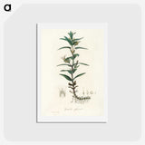 2-7_Medical-Botany_hagaki