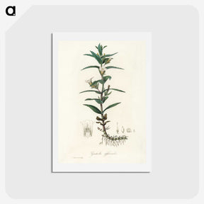 2-7_Medical-Botany_hagaki