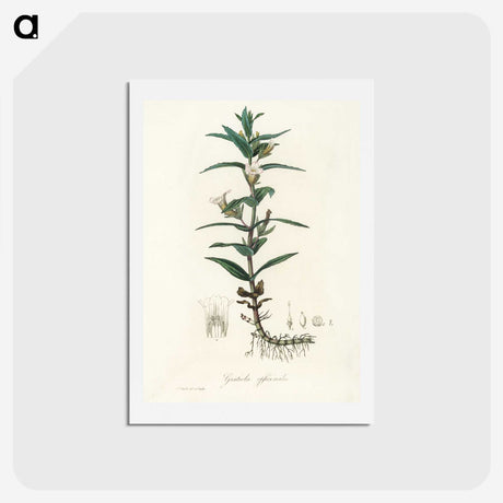 2-7_Medical-Botany_hagaki