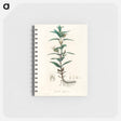 アートメモ帳-Gratiola Officinalis Illustration
 - 薬用植物学 Memo.