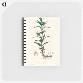 アートメモ帳-Gratiola Officinalis Illustration
 - 薬用植物学 Memo.