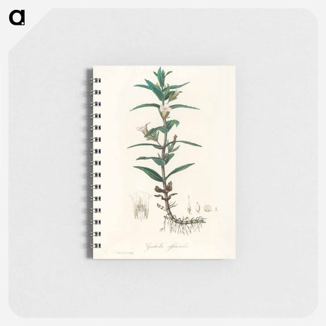 アートメモ帳-Gratiola Officinalis Illustration
 - 薬用植物学 Memo.