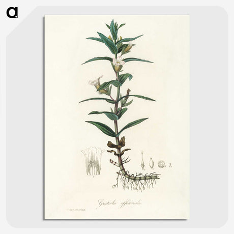 2-7_Medical-Botany_picture-crop
