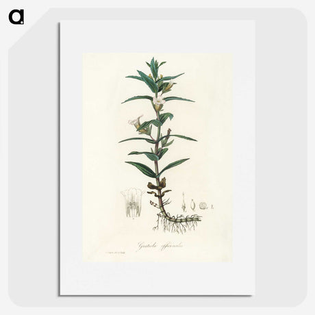 2-7_Medical-Botany_picture