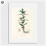 アートポスター-Gratiola Officinalis Illustration
 - 薬用植物学 Poster.