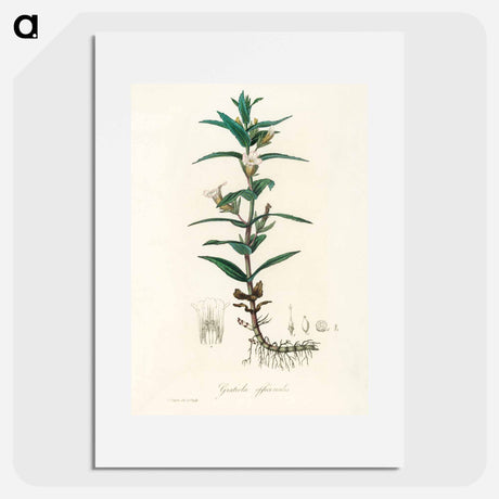 アートポスター-Gratiola Officinalis Illustration
 - 薬用植物学 Poster.