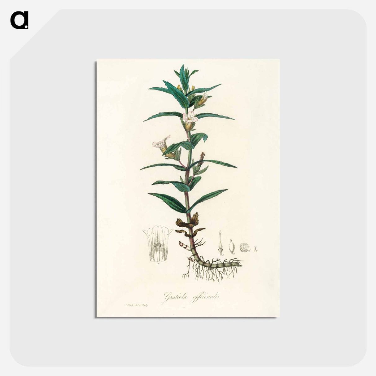 アートポストカード-Gratiola Officinalis Illustration
 - 薬用植物学 Postcard.